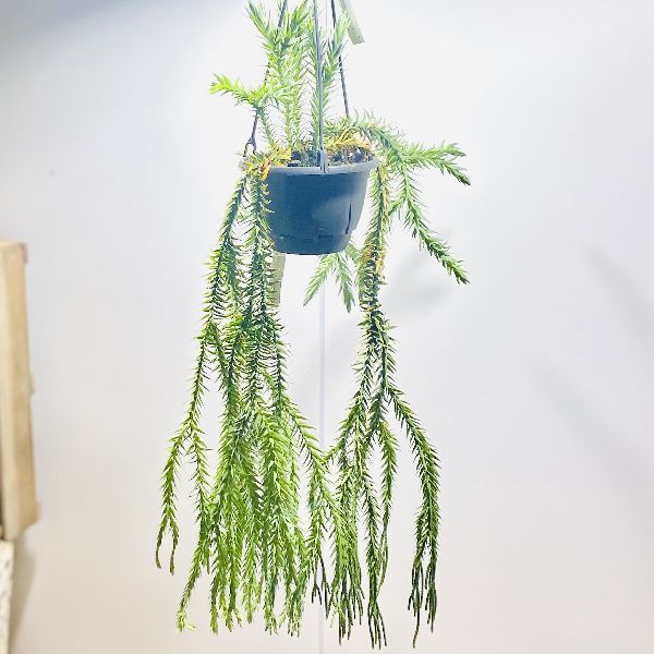 おしゃれ　観葉植物：フペルジア　ゴエベリー*5号　吊り鉢