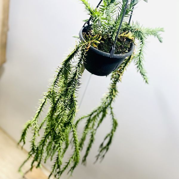 おしゃれ 観葉植物：フペルジア ゴエベリー*5号 吊り鉢 : 遊恵