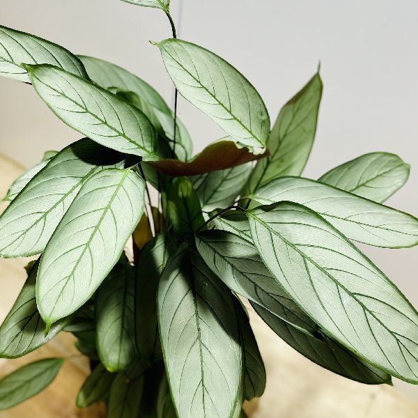 おしゃれ 観葉植物：カラテア セトサ*8号 プラポット : 遊恵盆栽 Yahoo