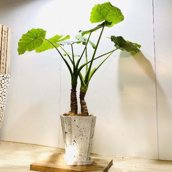 クワズイモ　観葉植物　9号 おしゃれ 観葉植物：クワズイモ*スクエア鉢植え 受皿付 ココヤシ 大型
