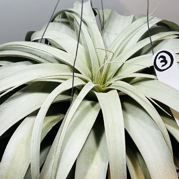 チランジア　Remembrance　開花株 チランジア Remembrance 開花株 チランジア 開花集｜🍀GreenSnap