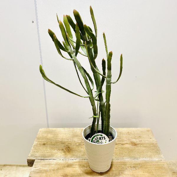 おしゃれ 観葉植物：ユーフォルビア キシロピロイデス*ヘラサンゴ 5号