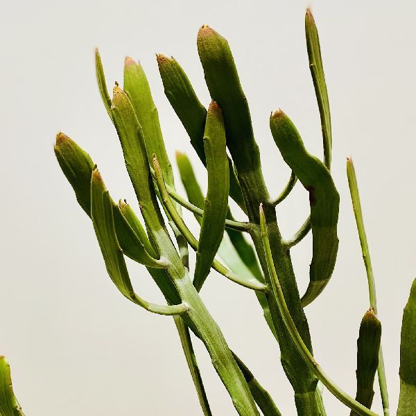 おしゃれ 観葉植物：ユーフォルビア キシロピロイデス*ヘラサンゴ 5号