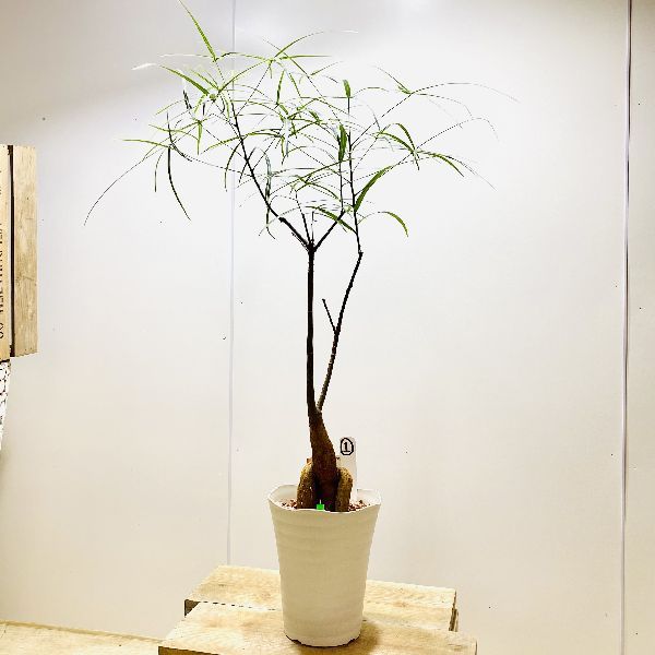 おしゃれ 観葉植物：ボトルツリー*ブラキキトン 現品をお届け 1番