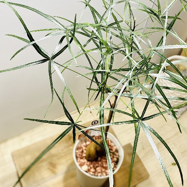 観葉植物 ブラキキトン 180cm おしゃれ 観葉植物：ボトルツリー*ブラキキトン 現品をお届け 1番
