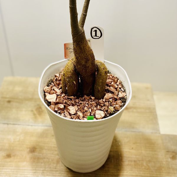 おしゃれ 観葉植物：ボトルツリー*ブラキキトン 現品をお届け 1番