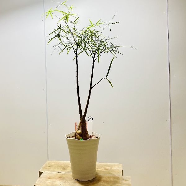 おしゃれ 観葉植物：ボトルツリー*ブラキキトン 現品をお届け 2番