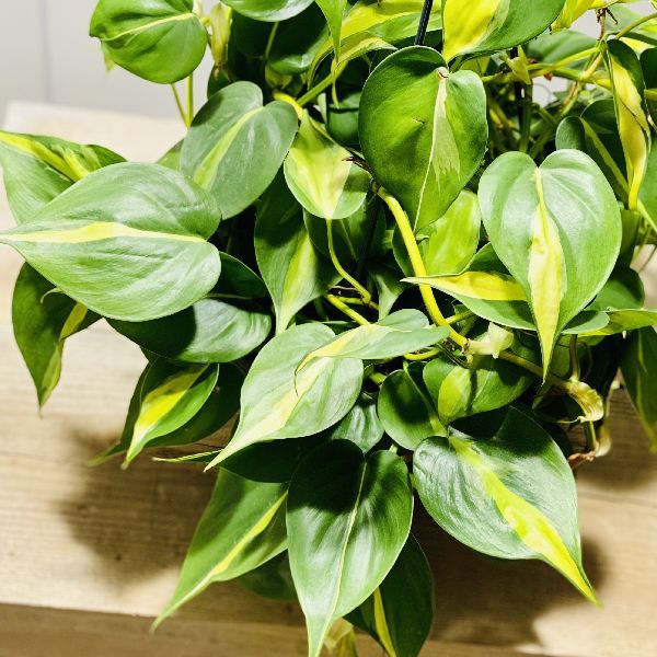 おしゃれ 観葉植物 ：フィロデンドロン オキシカルジューム ブラジル