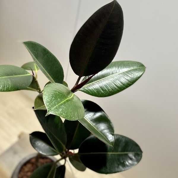 観葉植物：フィカス バーガンディ クロゴムの木*鉢植え : 遊恵盆栽
