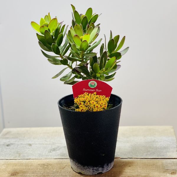 鉢花 観葉植物：リューカデンドロン サマーサン*5号 リュウカ