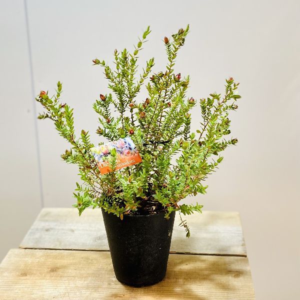 鉢花 観葉植物：ダーウィニア シトリオドーラ*5号 : 遊恵盆栽 Yahoo!店