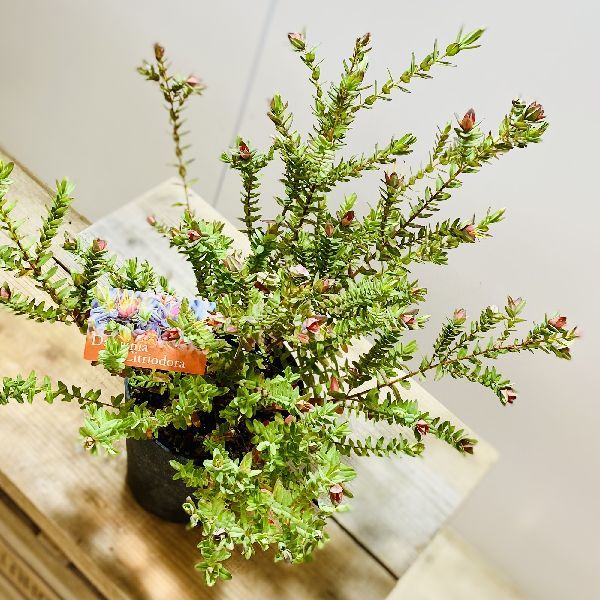 鉢花 観葉植物：ダーウィニア シトリオドーラ*5号 : 遊恵盆栽 Yahoo!店