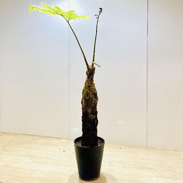 おしゃれ 観葉植物 シダ植物：ヒカゲヘゴ*ヘゴシダ 現品1番 大型