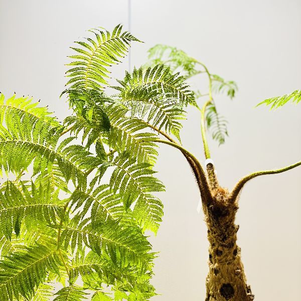 おしゃれ 観葉植物 シダ植物：ヒカゲヘゴ*ヘゴシダ 現品1番 大型佐川