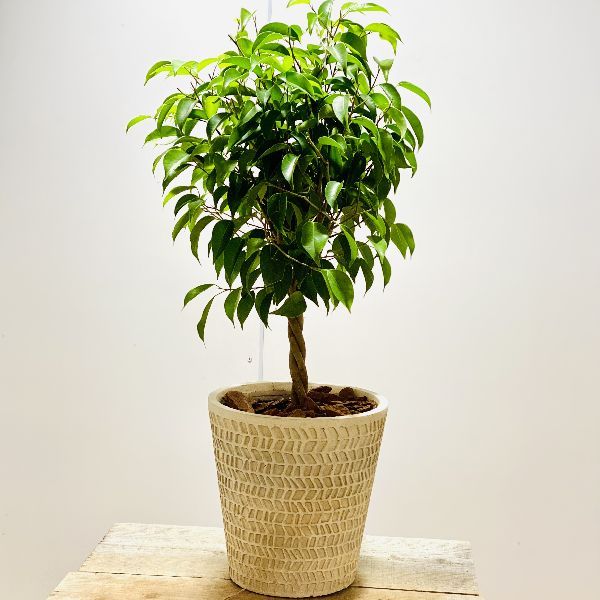 観葉植物：ねじり フィカス ベンジャミン*鉢植え バークチップ : f6138v : 遊恵盆栽 Yahoo!店 - 通販 - Yahoo!ショッピング