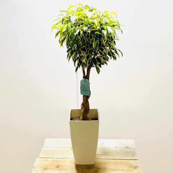 観葉植物：ねじり フィカス ベンジャミン スターライト