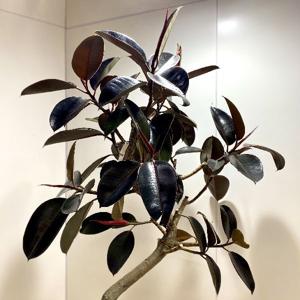 おしゃれ 観葉植物：フィカス バーガンディ*鉢カバーバスケット付 麻布