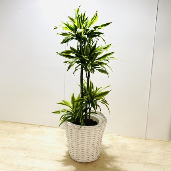 おしゃれ 観葉植物：ドラセナ ワーネッキー レモンライム*鉢カバー