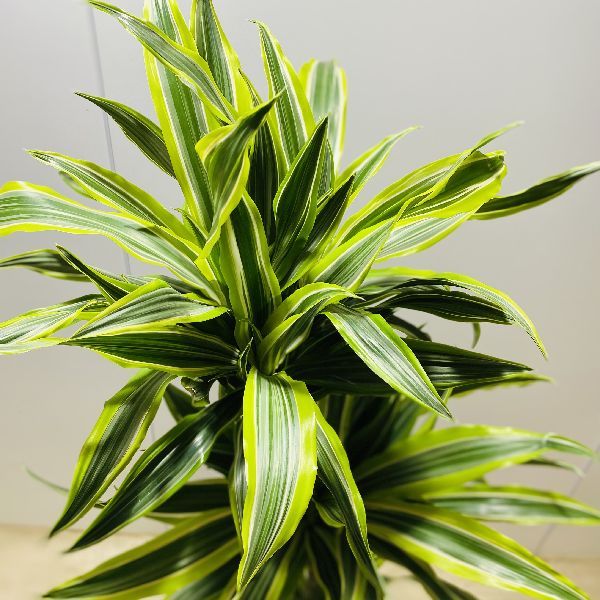 おしゃれ 観葉植物：ドラセナ ワーネッキー レモンライム*鉢カバー