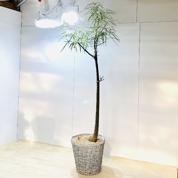 おしゃれ　観葉植物：ブラキキトン　ボトルツリー　鉢カバー*大型佐川急便　現品をお届け