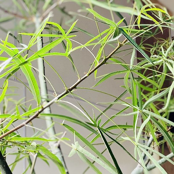 おしゃれ 観葉植物：ブラキキトン ボトルツリー 鉢カバー*大型佐川急便 