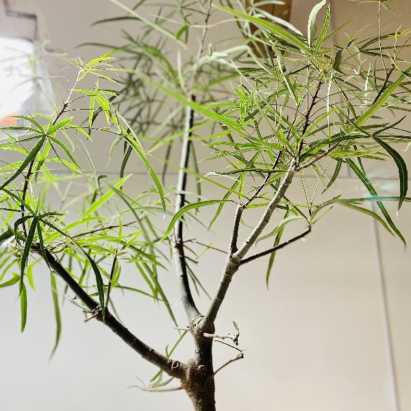 おしゃれ 観葉植物：ブラキキトン ボトルツリー 鉢カバー*大型