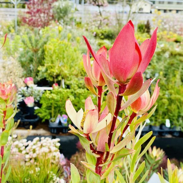 鉢花 観葉植物：リューカデンドロン アミー*7号 リュウカ