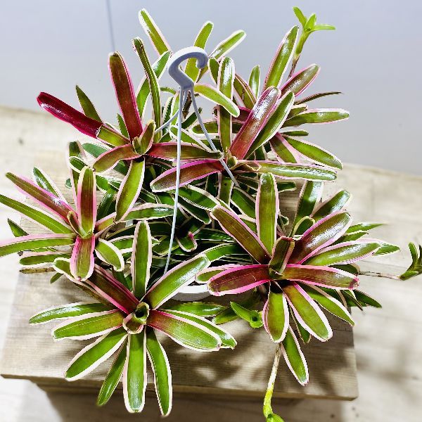 おしゃれ 着生植物 観葉植物：ネオレゲリア ファイヤーボール*6号 吊り