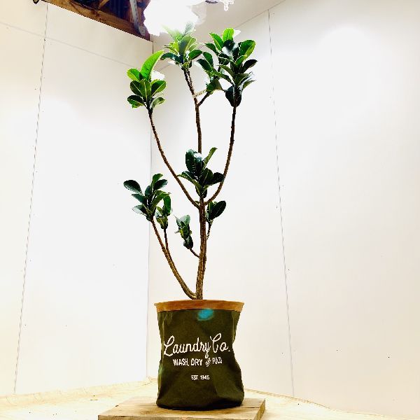 おしゃれ 観葉植物：フィカスアポロゴムの木*鉢カバー 現品をお届け