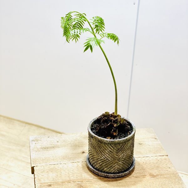 偉大な 観葉植物 リュウビンタイ 現品 10号 りゅうびんたい 古代的な生命力を感じる樹木 注目の Southerncollegeofhealthsciences Com