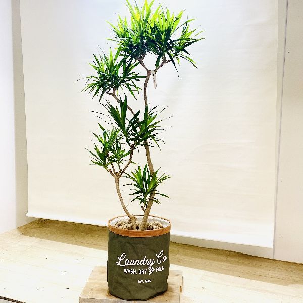 ドラセナ　ナビー　盆栽仕立て　7号　陶器鉢　植え込み発送 ドラセナ ナビー 盆栽仕立て 7号 陶器鉢 植え込み発送 - メルカリ