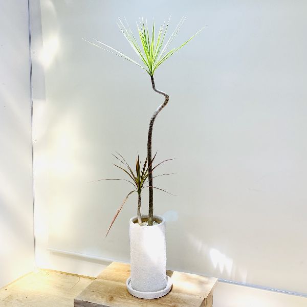 人気カラーの おしゃれ 観葉植物 ドラセナ コンシンネ 2色 鉢植え 受皿付 大型ヤマト便配送 鉢花 Solvestudentdebt Com