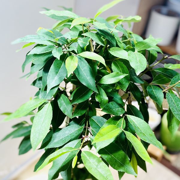 おしゃれ 観葉植物：アマゾン オリーブ*カゴ付き 麻布付き 現品 大型