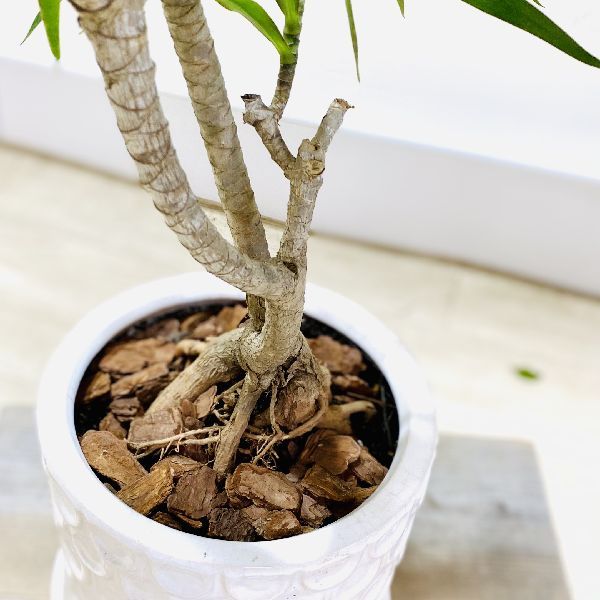 おしゃれ 観葉植物：ドラセナ ナビー*陶器鉢 受皿付 大型ヤマト