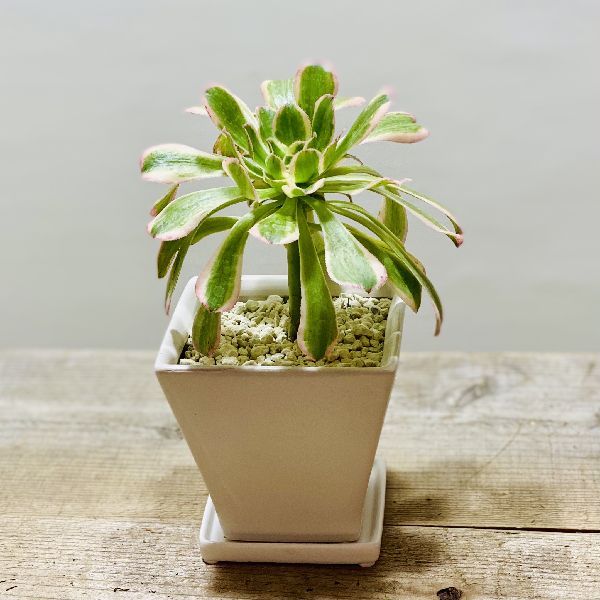 おしゃれ 観葉植物：アエオニウム ツヤヒガサ*艶日傘 鉢植え 受皿付