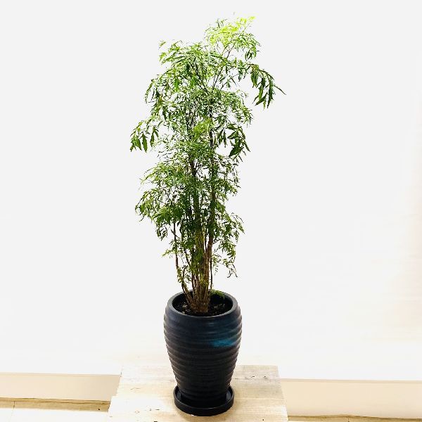 おしゃれ 観葉植物 ポリシャス スターシャイン*陶器鉢 受皿付 大型