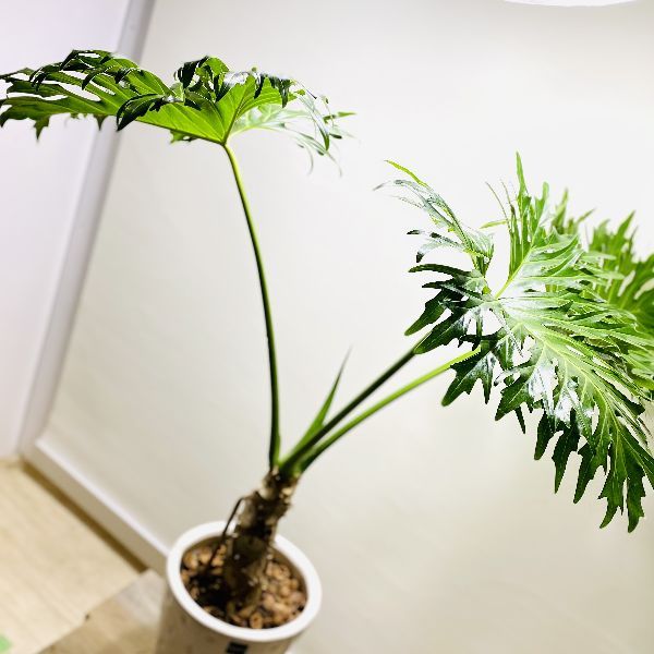 おしゃれ 観葉植物：フィロデンドロン セローム*鉢植え 受皿付 くるみ