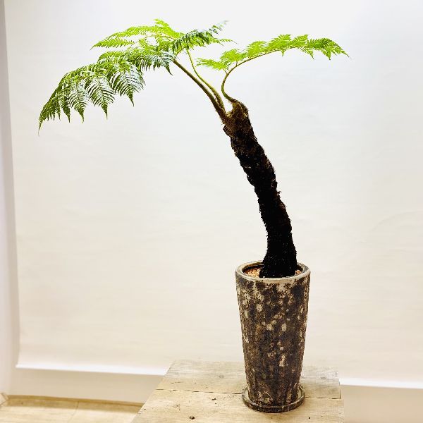 おしゃれ 観葉植物 シダ植物：ヒカゲヘゴ 陶器鉢 受皿付*ヘゴシダ 現品をお届け 大型ヤマト便 : f6289v : 遊恵盆栽 Yahoo!店 -  通販 - Yahoo!ショッピング