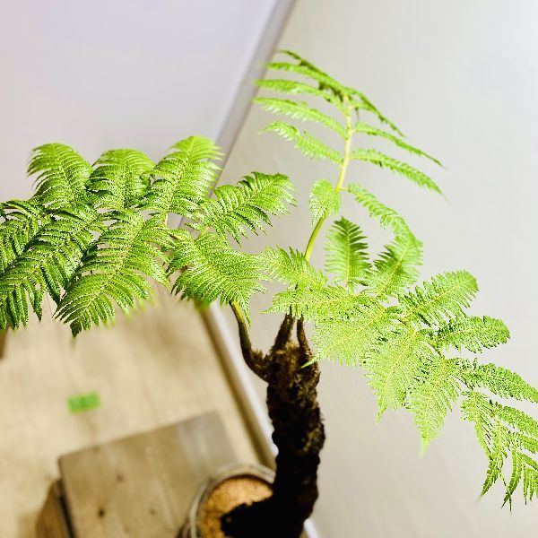 おしゃれ 観葉植物 シダ植物：ヒカゲヘゴ 陶器鉢 受皿付*ヘゴシダ 現品をお届け 大型ヤマト便 : f6289v : 遊恵盆栽 Yahoo!店 -  通販 - Yahoo!ショッピング