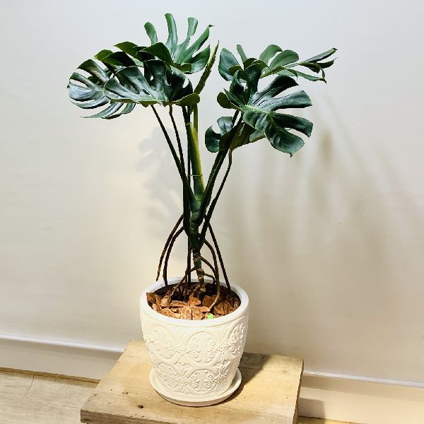 おしゃれ 観葉植物：モンステラ 鉢植え*受皿付 バークチップ 大型