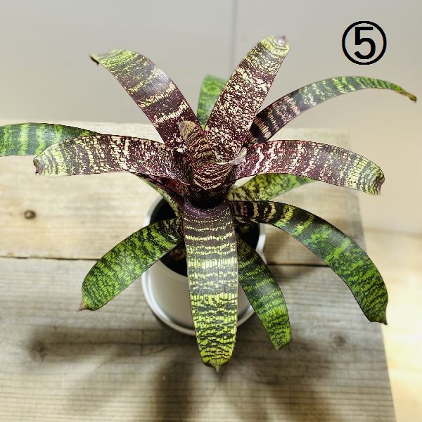 おしゃれ 観葉植物：ネオレゲリア*タンクブロメリア プラポット
