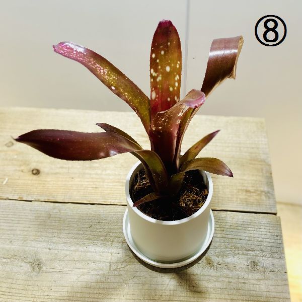 おしゃれ 観葉植物：ネオレゲリア*タンクブロメリア プラポット