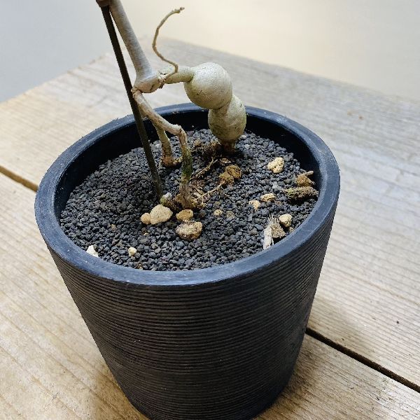 おしゃれ 観葉植物：ユーフォルビア ヘディオトイデス*黒プラ鉢 富士砂