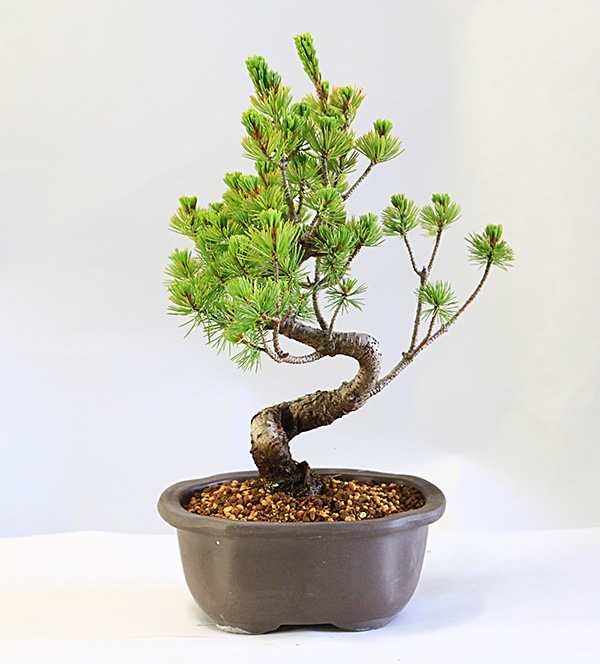盆栽：五葉松（ウ泥縁付きモッコ鉢）*鉢植え祝い ギフト gift 誕生日祝