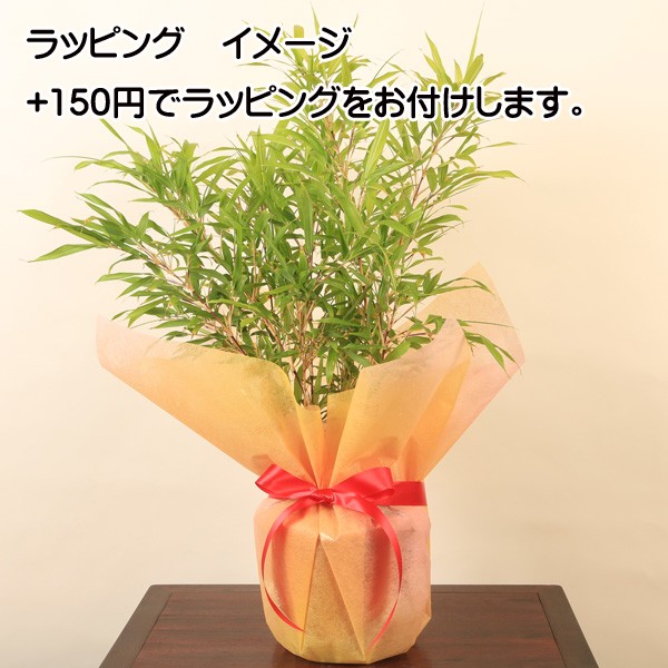 縁起物：朱竹・紅寒竹 オレンジポット* : g1434 : 遊恵盆栽 Yahoo!店 - 通販 - Yahoo!ショッピング