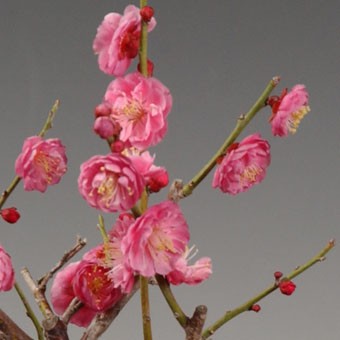 武末日臣　刷毛目輪花小鉢 火鉢 ｜ みんげい おくむら