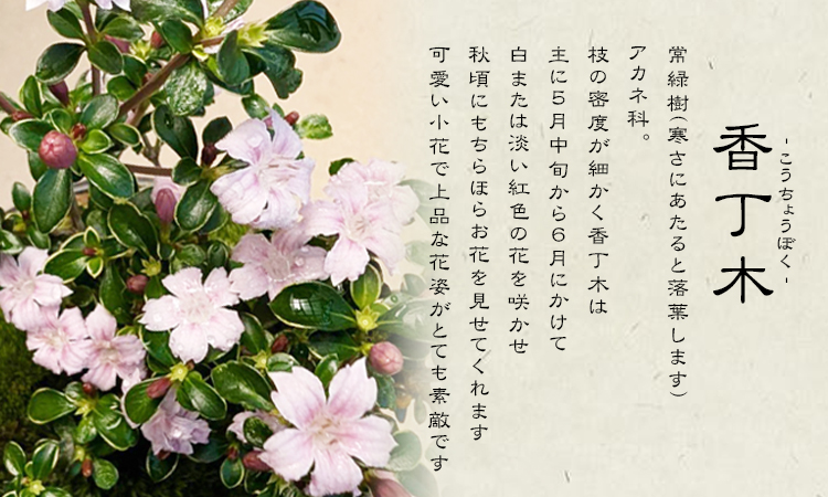 香祥　盆栽鉢 月香 高級盆栽鉢 A3634☆陶器鉢 ミニ盆栽 小品盆栽☆「送料無料