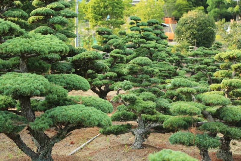 五葉松『庭木用』綺麗な樹形。 引き取り限定。近畿地方のみ配達&植込みも可能。 五葉松『庭木用』綺麗な樹形。 引き取り限定。近畿地方のみ配達