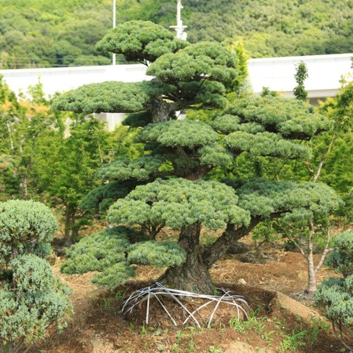 庭木：五葉松 特選大株 現品一点限り 3番 * : 遊恵盆栽 Yahoo!店