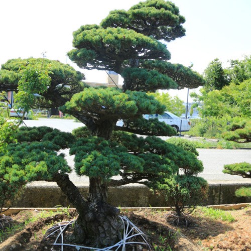 五葉松 移植物 仕立物　植木　庭木　造形　公園　庭園　会社　記念樹　千葉県発　現物確認対応 庭木：五葉松 特選大株 現品一点限り 3番 * : 遊恵盆栽 Yahoo!店